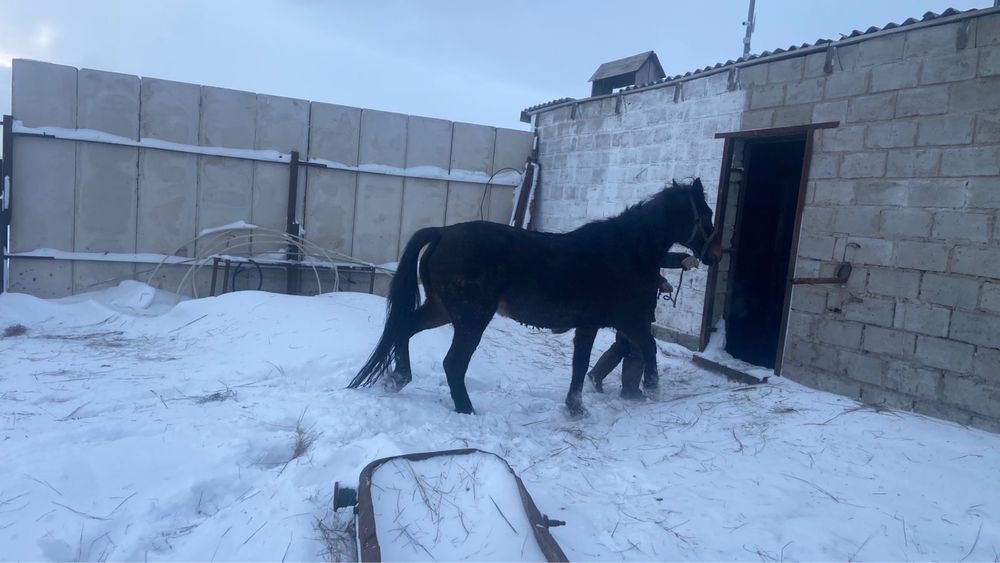 Семиз бие 7 жасар