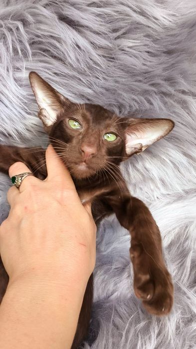 Ориентальные КОТЯТА, разные окрасы