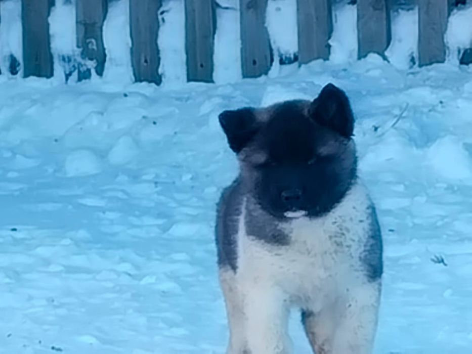Продам щенков американской акиты