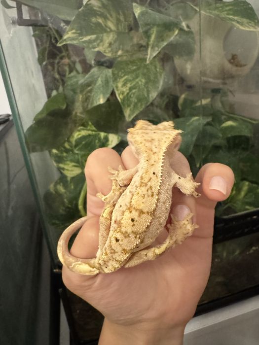 Ресничест бананояден гекон/Crested gecko