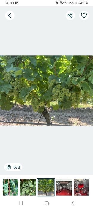 Struguri de vin direct din vie din Vrancea