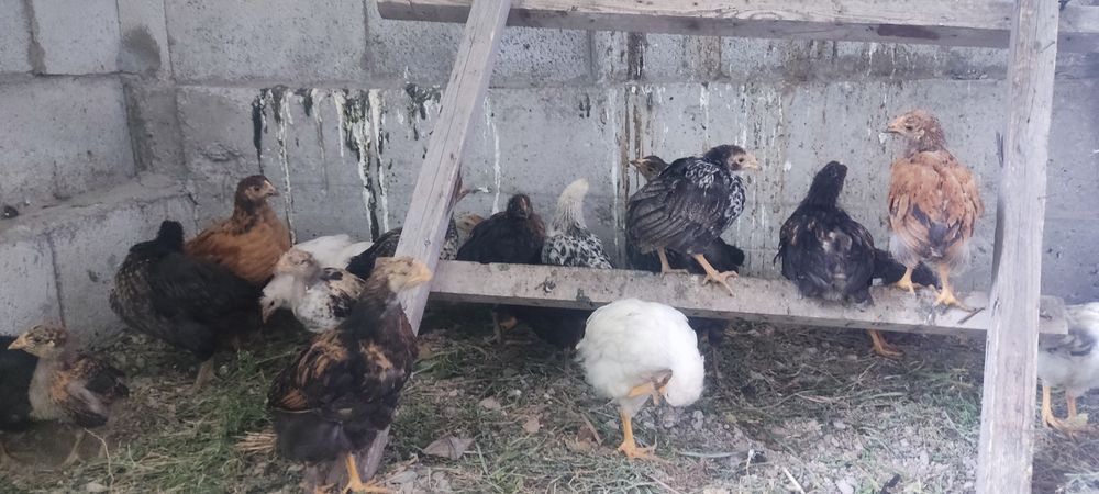 Продам домашних цыплят
