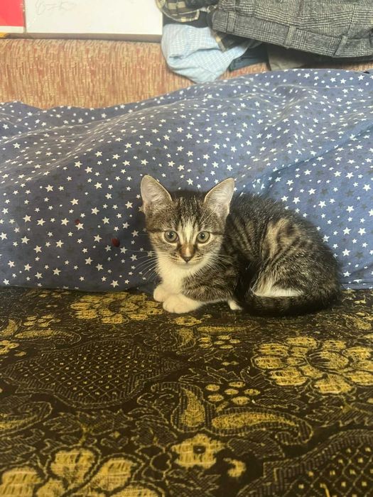 Ofer pisicuțe cuminți