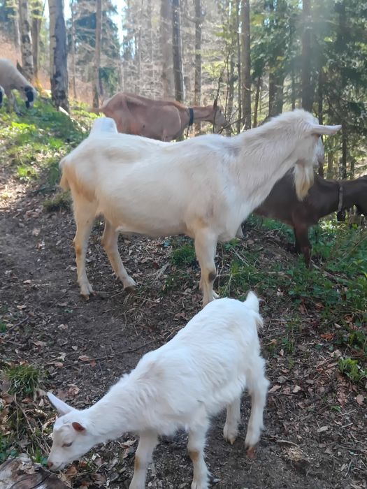 Disponibil țap saanen