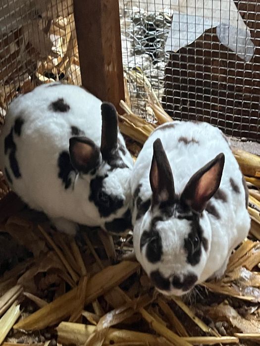 Iepuri Rex pitic 4 bucati