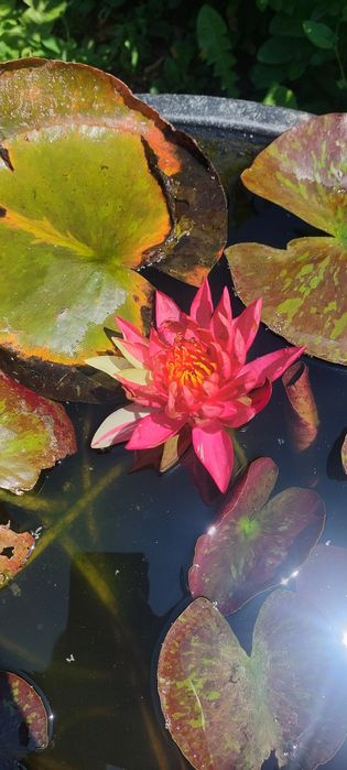 Продавам водни лилии и растения.