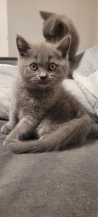 Британски котенца