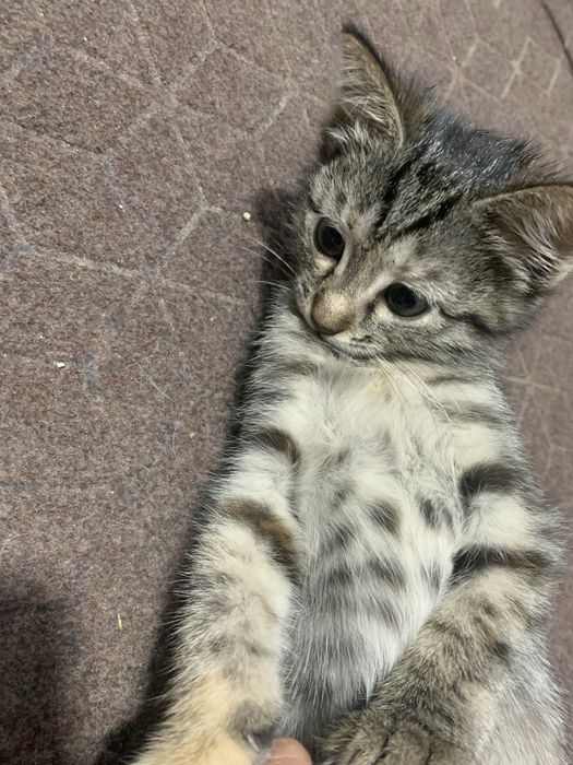 Отлам 2 котенка в хорошие руки