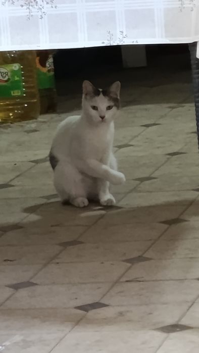 Милинкие кошечки
