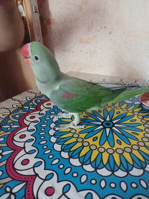 Александрский папугай.