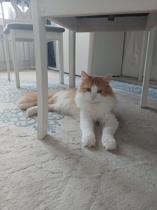 Продам кота с принадлежностями