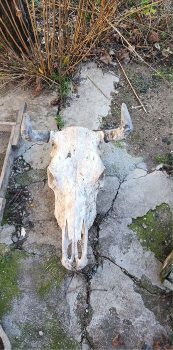 Череп на бивол на крава