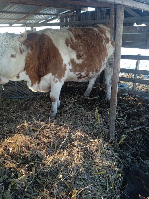 Junincă gestantă de vânzare