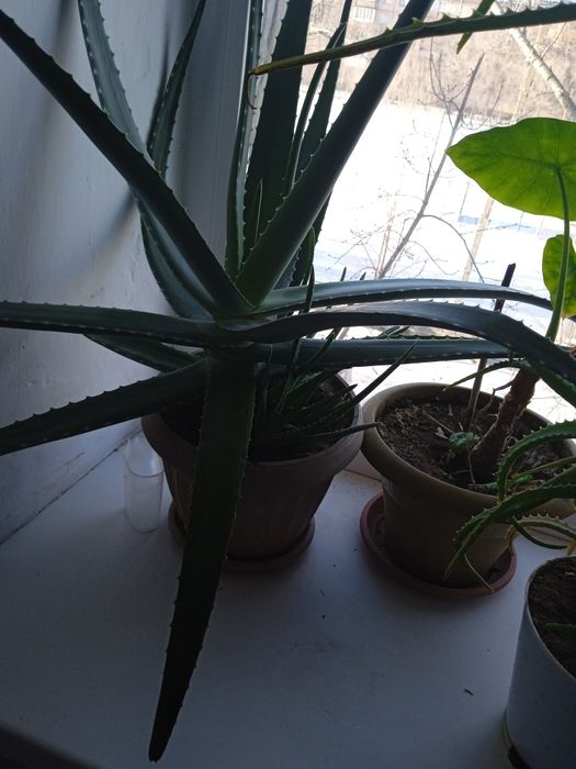 Продам алоэ для лечения