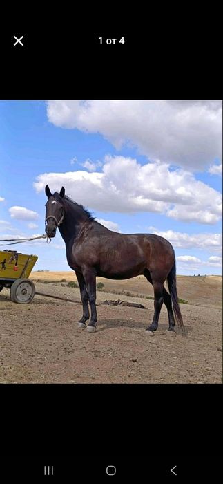 Продавам Дунавска кобила