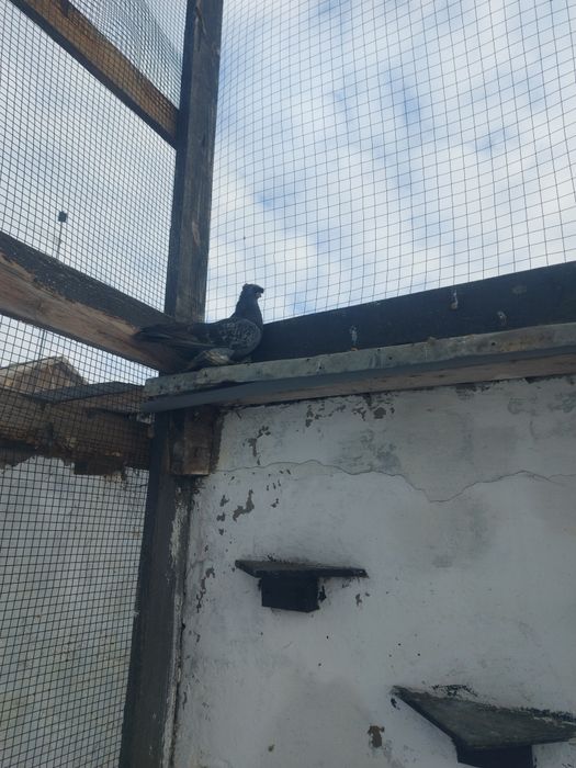 Голуби голубки продажа