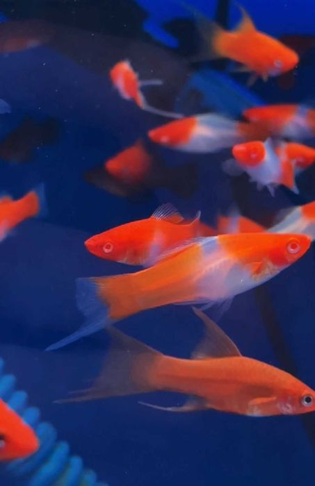 Аквариумистика в ЗООМИРЕ