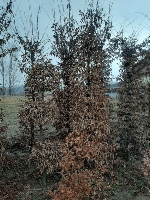 Vand tuia,brazi,mesteacăn,tei,magnoli,platan,carpen, etc