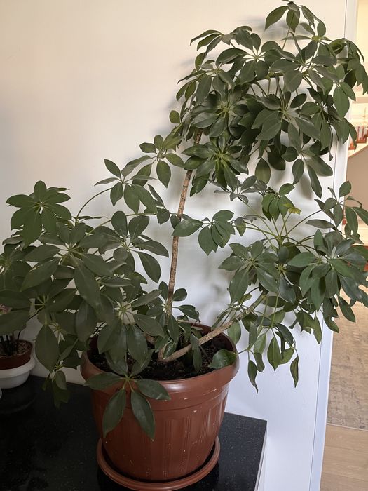 Продается домашние комнатные цветы