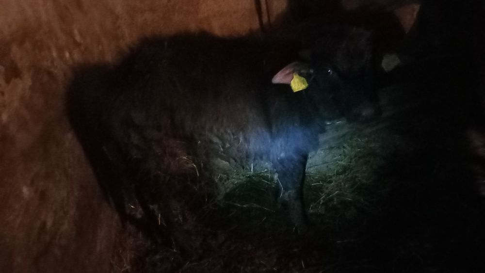 Se vinde un mascul de bivol