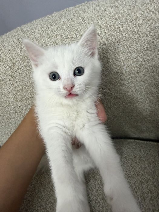 Раздаю котят в хорошие руки