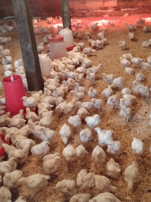 Продаю циплят бролеров