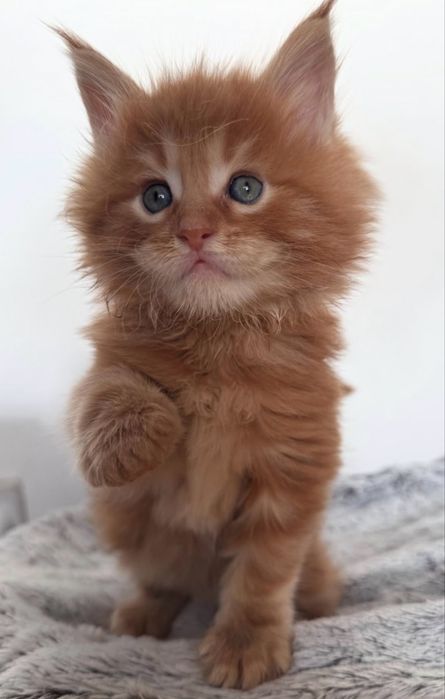 Pui maine coon rasa pura pedigree