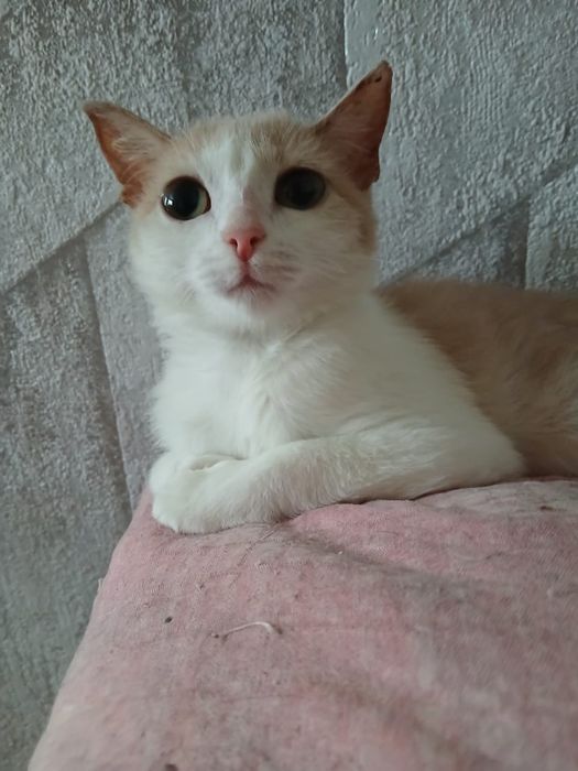Отдам кошечку Люсю