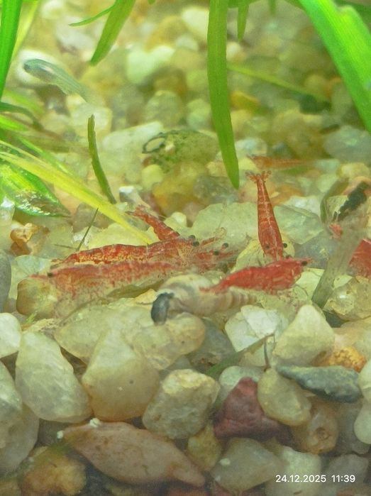 Креветки аквариумные
