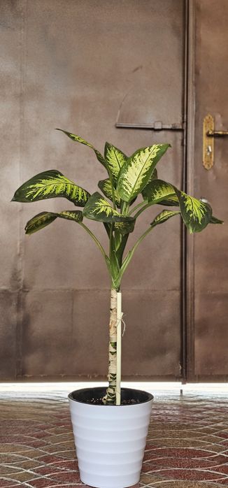 Домашние цветы большие