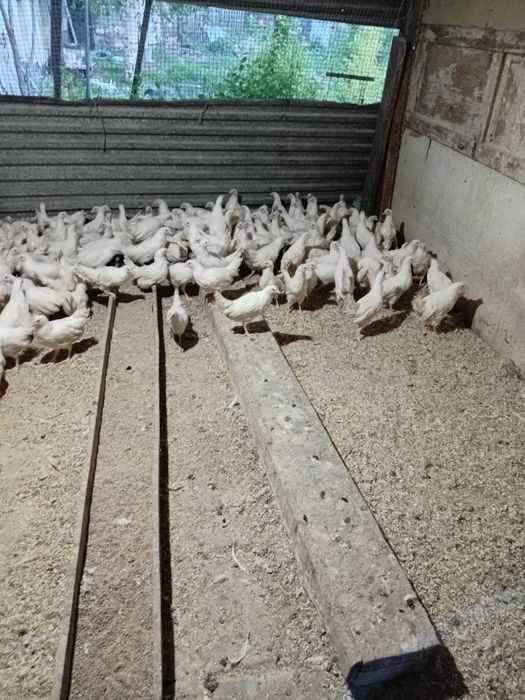 Продаётся куры молодки