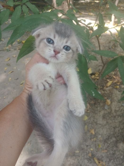 Продается котёнок