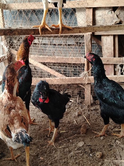 Дакан Тухум сотилади