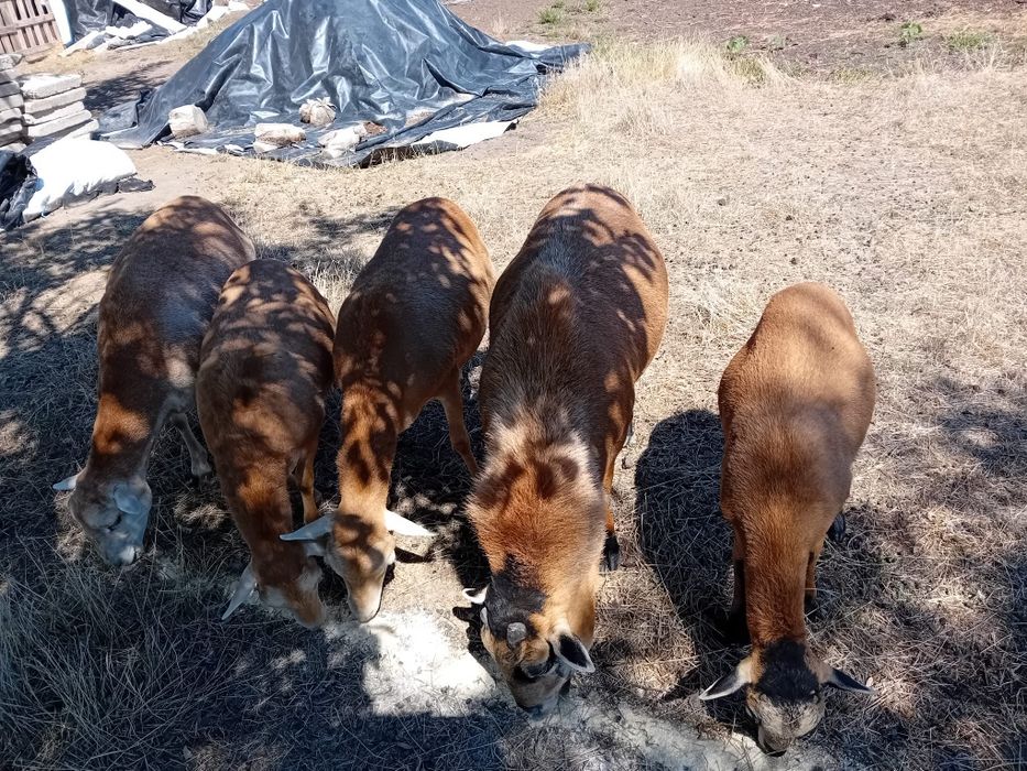 Vând oi de camerun 3 oițe și un berbec oile sunt gestante