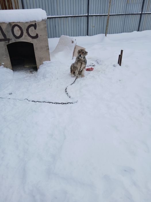 Урғашы кушик сатылады