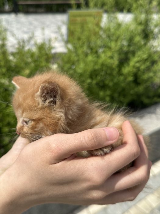 Котенок потеряшка