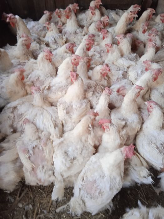 Куры бролерные большие