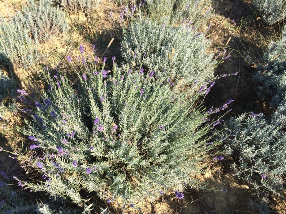 Tufe de lavanda blue scent.