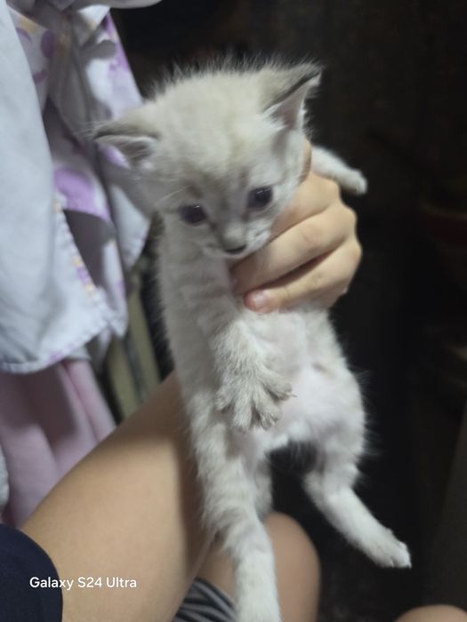Красивые котята бесплатно!!!