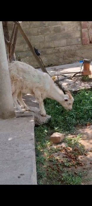 Орыс теке лак сатылады