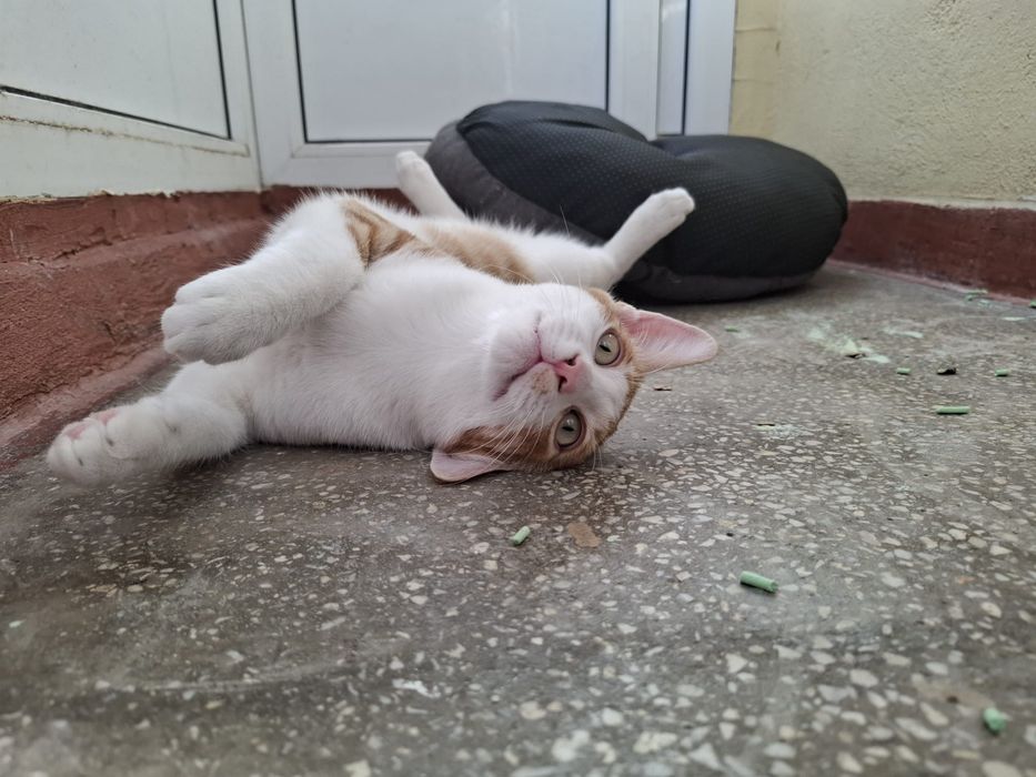 Ron- motanel in cautare de casuta