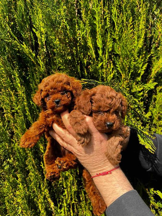 Пудел той,Poodle toy