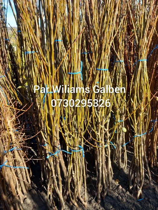 Vând Pomii Fructiferi Altoiți anul 3 de vegetație