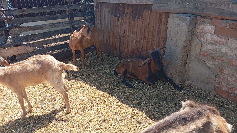 Țap anglonubian 2,5ani