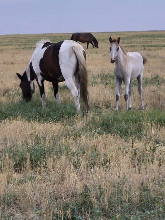 Продам хорошего Жеребца