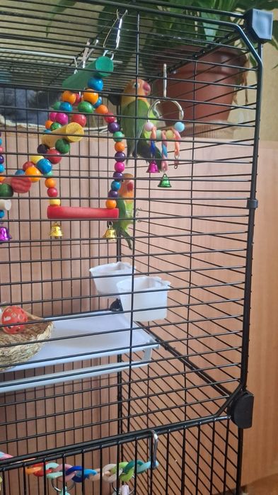 Продам попугаев неразлучников вместе с клеткой