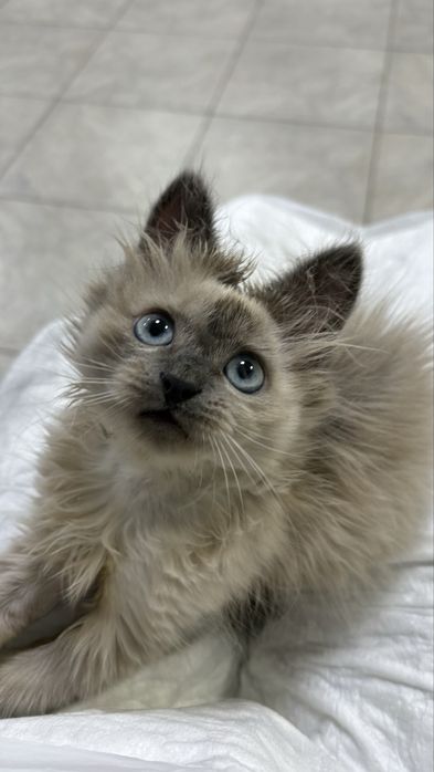 Котенок в добрые руки
