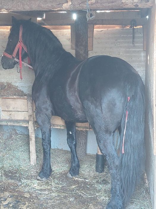 Vând armăsar foarte cuminte