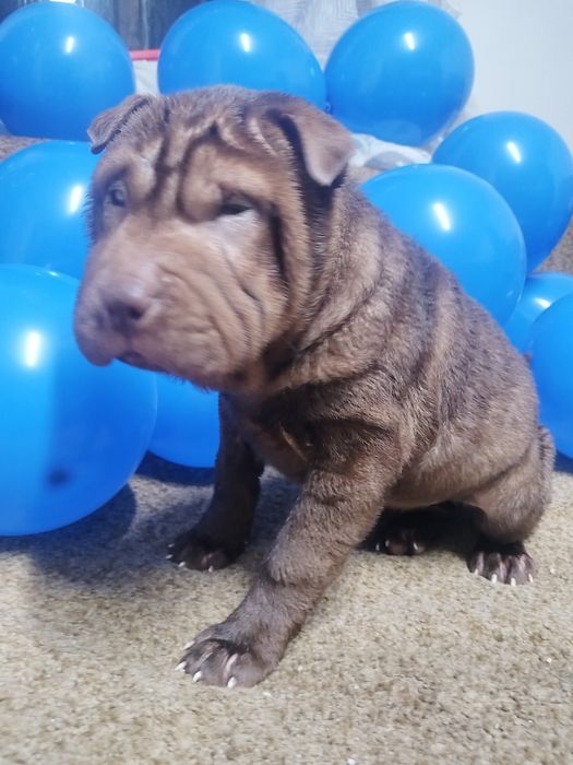 Щенки шарпеи чистокровные