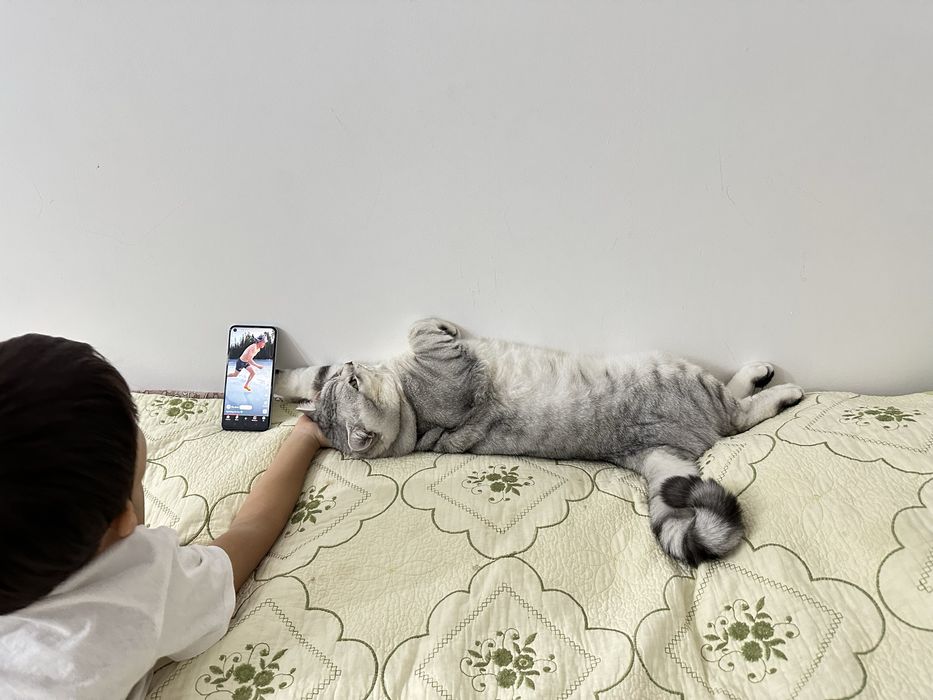 Ищем подругу кошечку для котика